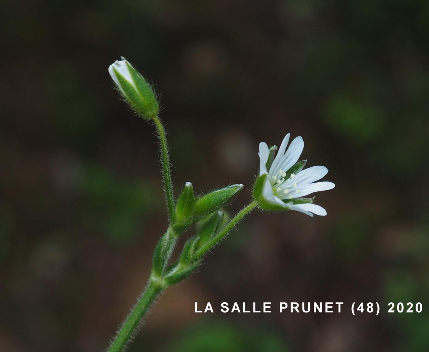 Mouse-ear, Common flower